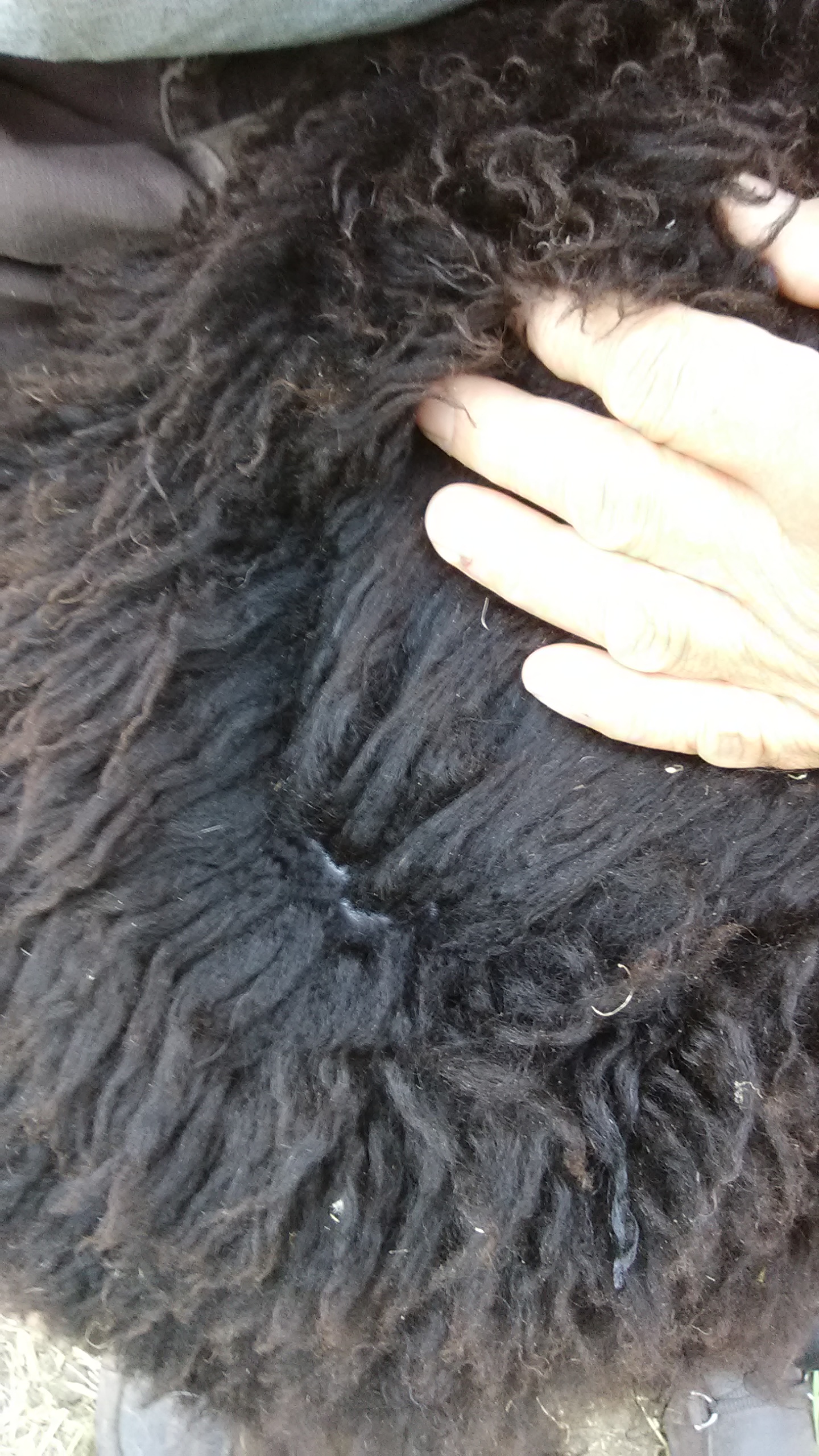 Shaltz Farm B49 Black ram lamb wool